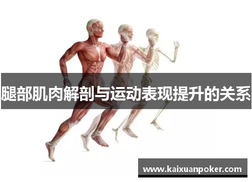 腿部肌肉解剖与运动表现提升的关系